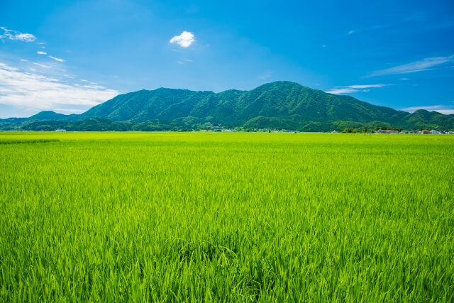 夏の弥彦山と田んぼの風景